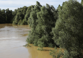 Image of flooded area with trees