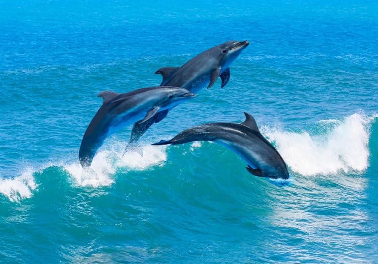 Clearwater Aquarium Dolphin Web Image