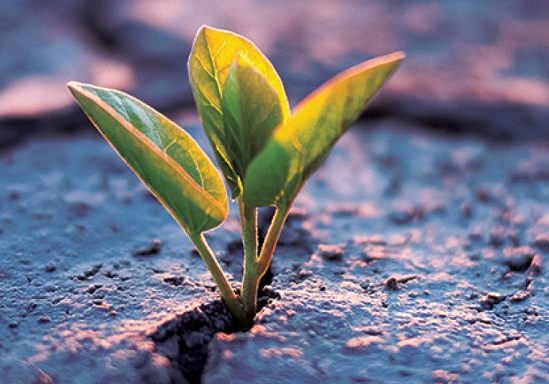 Series_Living_Hope_WebBanner Series_Living_Hope_WebBanner