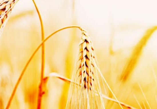 Series_Parables_WebBanner